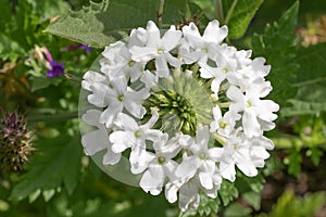 Rose mock vervain Verbena canadensis Snowflurry showy white flowers